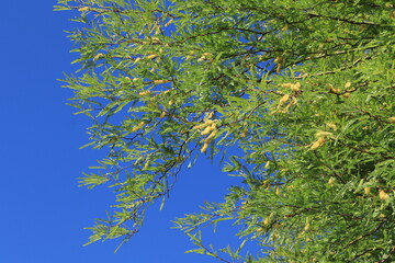 Branch with catkins or flower spikes of a Velvet Mesquite tree with flowers, Prosopis velutina or Neltuma velutina, against bright and clear spring blue sky, close-up