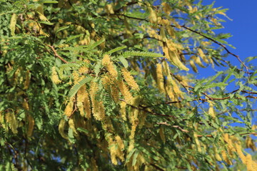 Branch with catkins or flower spikes of a Velvet Mesquite tree with flowers, Prosopis velutina or Neltuma velutina, against bright and clear spring blue sky, close-up