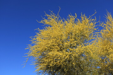 Blooming with vivid yellow flowers Palo Verde tree canopy against clear blue sky in springtime, natural background or backdrop
