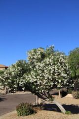 Arizona drought tolerant white Oleander blooming with soft white flowers in Spring against clear blue sky
