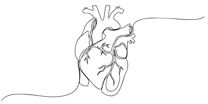 Human heart with blood vessels one line art. Continuous line drawing of human, internal, organs, heart, vector, A single line drawing of a realistic human heart, Continuous Line Anatomical Heart.
