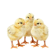 Obraz premium Three Adorable Yellow Baby Chicks Together Clipart PNG Element