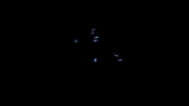 Beautiful butterfly flying effect animation with a black screen, featuring smooth wing motion, elegant flight, and glowing details. Perfect for overlays 