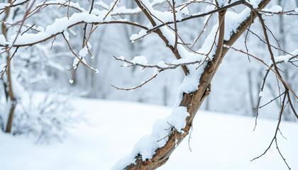 Twigs tree covered snow on a white background with space for text, colorful. White tone