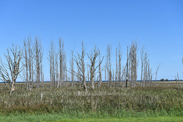Totholz in den Salzwiesen am Pramort auf dem Dar&szlig;