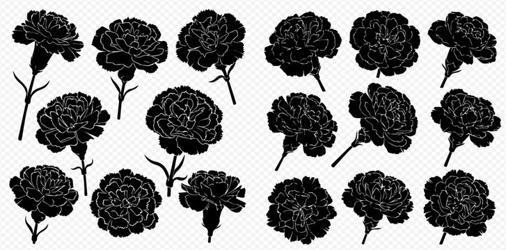 Collection of black silhouettes of carnation flowers in various views on a transparent background.