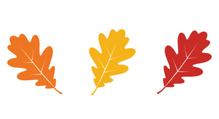 Fototapeta premium Set of three autumn oak leaves in vibrant shades of orange yellow and deep red arranged on a white background for seasonal fall decorations.
