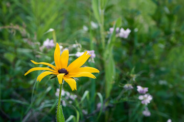 Yellow flower Rudbeckia in the garden. Summer yellow flowers.