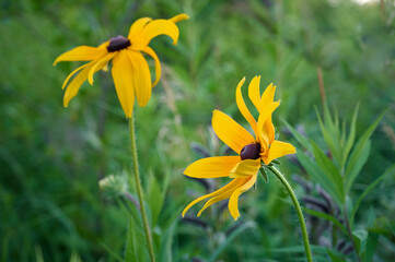 Yellow flower Rudbeckia in the garden. Summer yellow flowers.