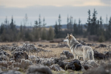 Wild grey wolf standing in rocky Nordic meadow