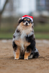 A pomeranian dog wearing a Santa hat