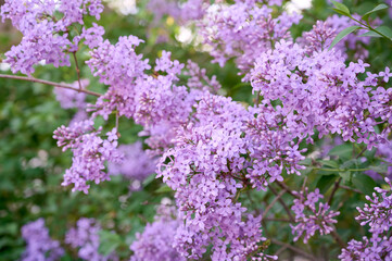 Obraz premium Blossom lilac flowers in spring garden. Flowers background.