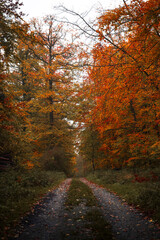 Obraz premium Dreamy woodland trail in autumn with fallen leaves on the ground