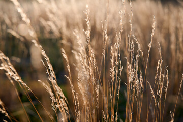 Fototapeta premium Field with dry grass in warm light. A soft, warm sunset. Natural background.
