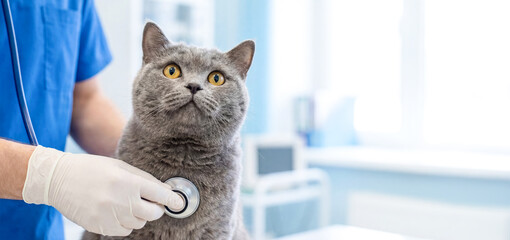 Veterinary checkup for a gray cat in a clinic setting during daytime with a veterinarian examining the pet's health. copy space on the side