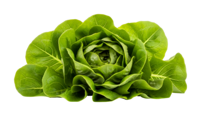 Fresh green butter lettuce head with vibrant leaves showcasing its healthy and organic nature, ready for a delicious and nutritious meal.