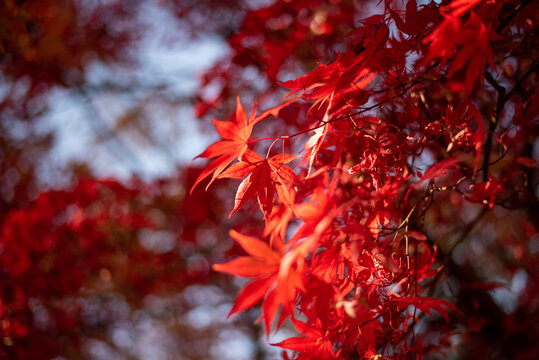 Vibrant Red Maple Leaves in Sunlight