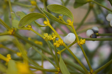 Mistletoe white (Viscum album) evergreen semiparasite plant that grows on tree branches.
