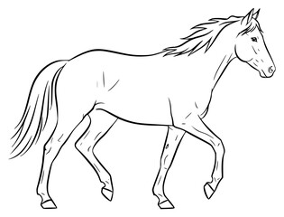 Obraz premium how to draw a horse with a pencil in black and white image step by step, black, horse, image, pencil, sketch, step, walk, against transparent background