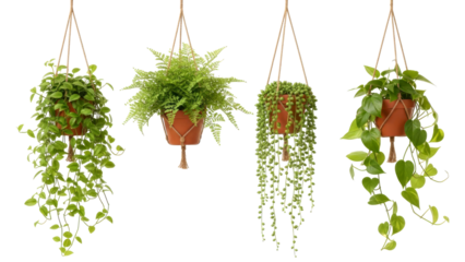 Four different hanging potted plants with vibrant green foliage, including a fern, string of pearls, and two trailing vines, create a beautiful natural display.