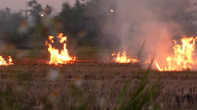 Stubble and straw burning with smoke emanating from the fire in rice paddy field. Air pollution due to crop burning method to clear the field raises the concentration of air particles matter PM2.5 
