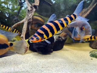Striped banded leporinus and Uaru fish swimming in aquarium