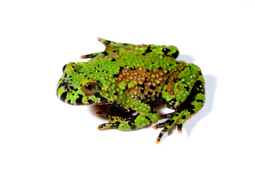 Oriental fire-bellied toad // Chinesische Rotbauchunke (Bombina orientalis)