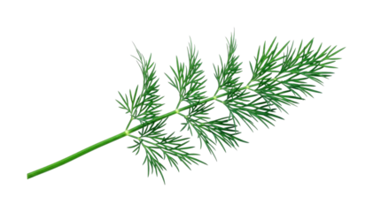 Fresh green dill sprig, a fragrant culinary herb, is known for its delicate feathery leaves and distinctive aromatic flavor, often used in various cuisines.