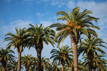Fototapeta premium Palmeraie en Tunisie