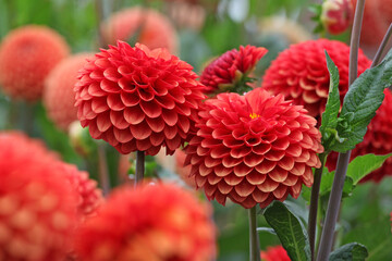Copper red ball Dahlia &lsquo;Brown Sugar&rsquo; in flower.