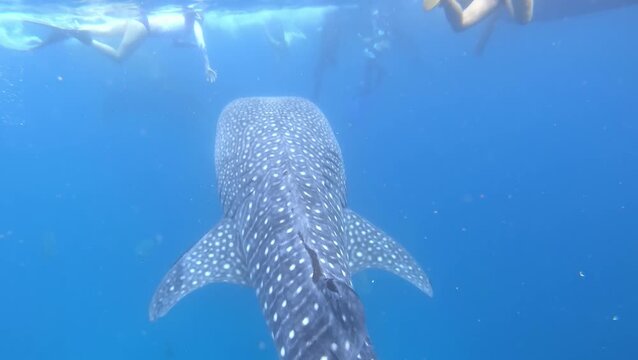 Close-up underwater view of whale shark (Rhincodon typus) in blue ocea
