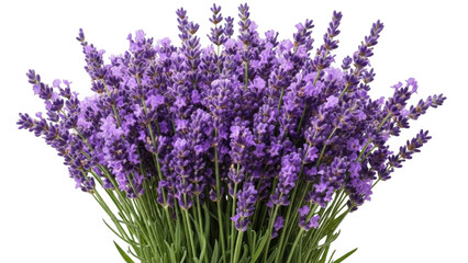 Obraz premium Lavender bouquet isolated on transparent background
