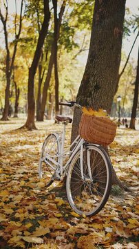 Cool bicycle with basket full of yellow leaves is standing by the tree. Sunny day at autumn park. Slow motion