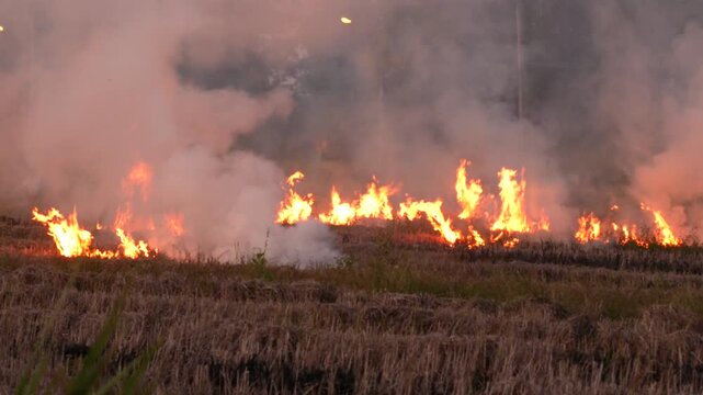 Stubble and straw burning with smoke emanating from the fire in rice paddy field. Air pollution due to crop burning method to clear the field raises the concentration of air particles matter PM2.5 