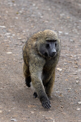 Male Baboon with gray background in Lake Nakuru National Park in Kenya Africa KEN