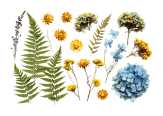 Dried flowers and leaves collection meticulously arranged, highlighting the intricate textures and colors of nature's preserved beauty.
