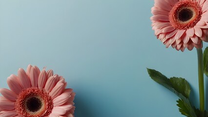 Natural pink gerbera flowers on a soft blue gradient background with a clean and modern look. Ideal for lifestyle design, branding, advertising, posters, and spring or summer concepts. Copy space.