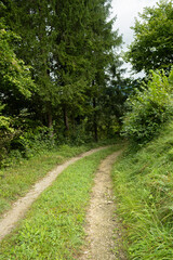 Fototapeta premium Deciduous forest, fresh green foliage, greenwood, path in the forest
