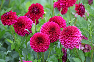 Purple decorative Dahlia &lsquo;Blyton Royal Velvet&rsquo; in flower