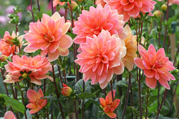 Peach orange waterlily Dahlia &lsquo;Mister Frans&rsquo;  in flower.