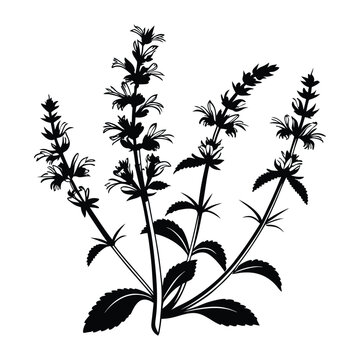 Black silhouette of sage plant with elongated spikes of small flowers and ovate textured leaves on grey background