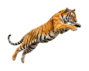 Powerful majestic tiger leaps through the air, displaying its incredible agility and strength with vibrant orange and black stripes.