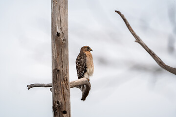 Red-shouldered hawk perched on a bare tree branch against cloudy sky in the Okefenokee Swamp, raptor in natural wetland habitat