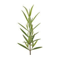 Naklejka premium Bamboo Plant Isolated on White Background