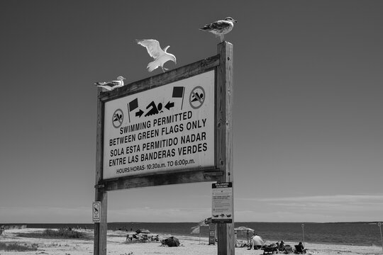 Beach safety sign with seagulls at Long Island shoreline