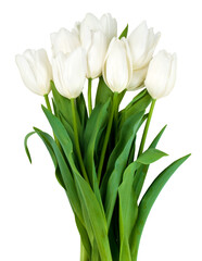 White tulips bouquet representing purity and spring © Kornienko Alexandr
