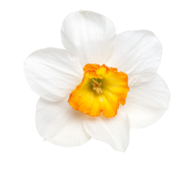Daffodil flower white petals orange cup transparent background