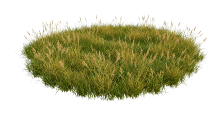 Oval patch of green and dry grass with tall wild reeds and golden seed heads growing densely, showcasing natural textures and vibrant growth in a natural environment.
