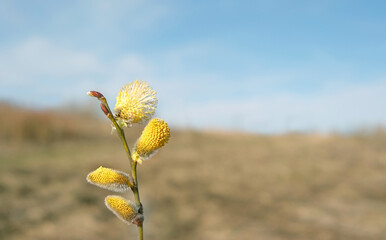Blooming willow branch with furry willow-catkins close up, nature background. Awakening nature in early spring season. fluffy yellow willow buds, symbol of Palm Sunday. Holly willow (Salix caprea)