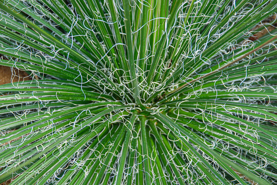 Close-up view of a vibrant green plant yukka with long spiky leaves and fine white tendrils.